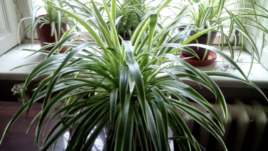 Традесканция хлорофитум