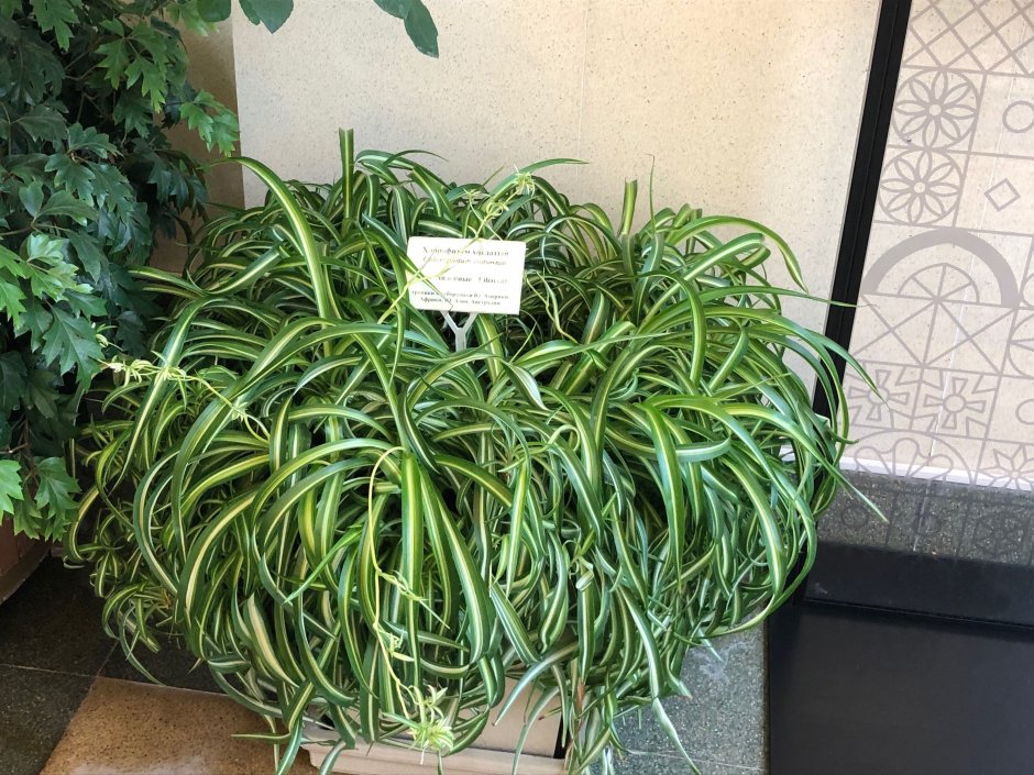 Фитодизайн папоротник