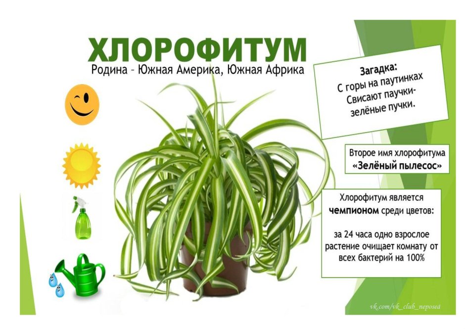 Хлорофитум отростки