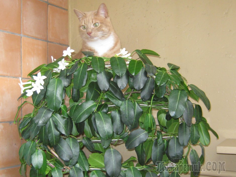 Хлорофитум цветок комнатный