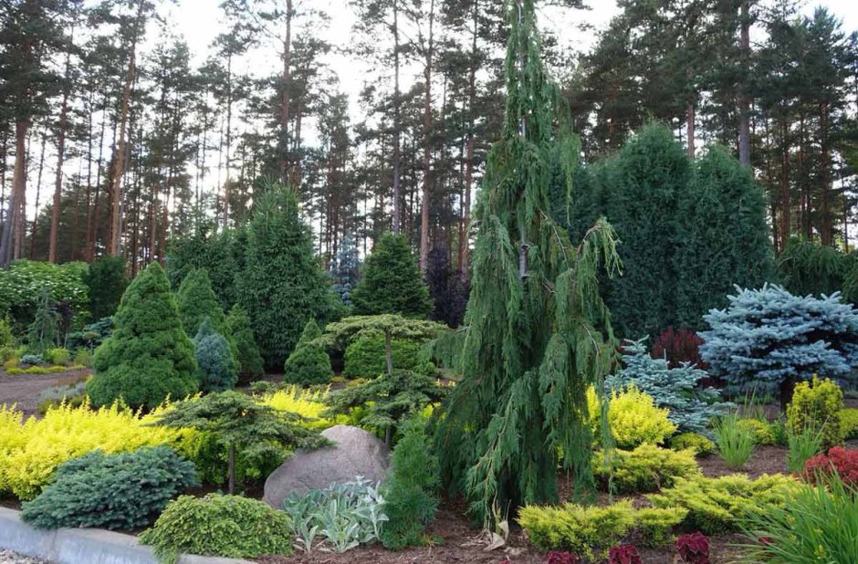 Хвойный сад Игоря Успенского