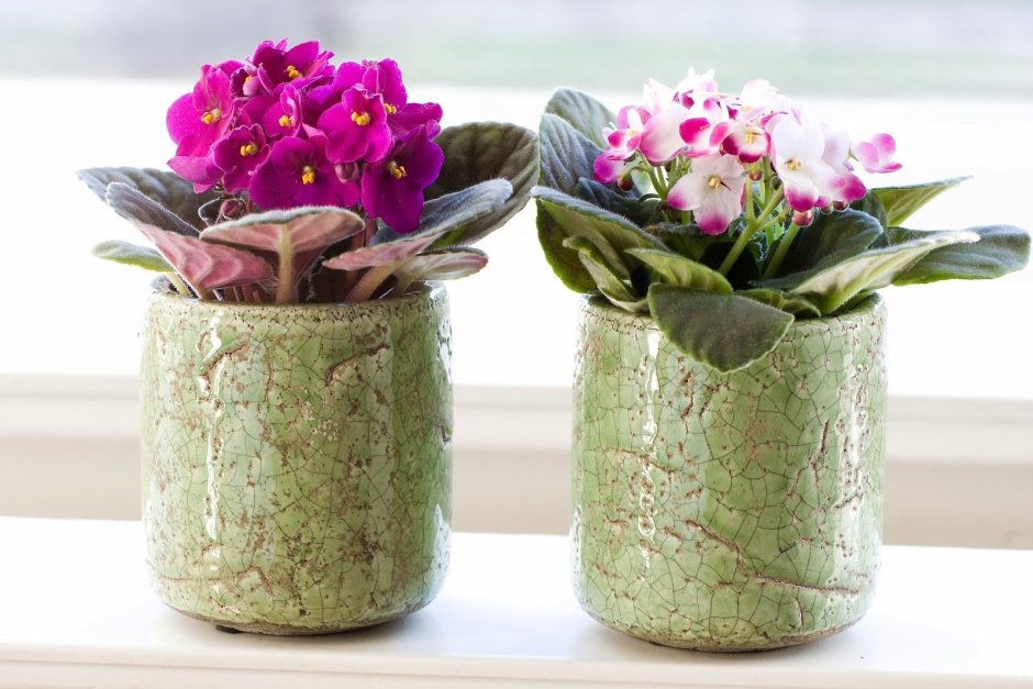 Фиалковое настроение