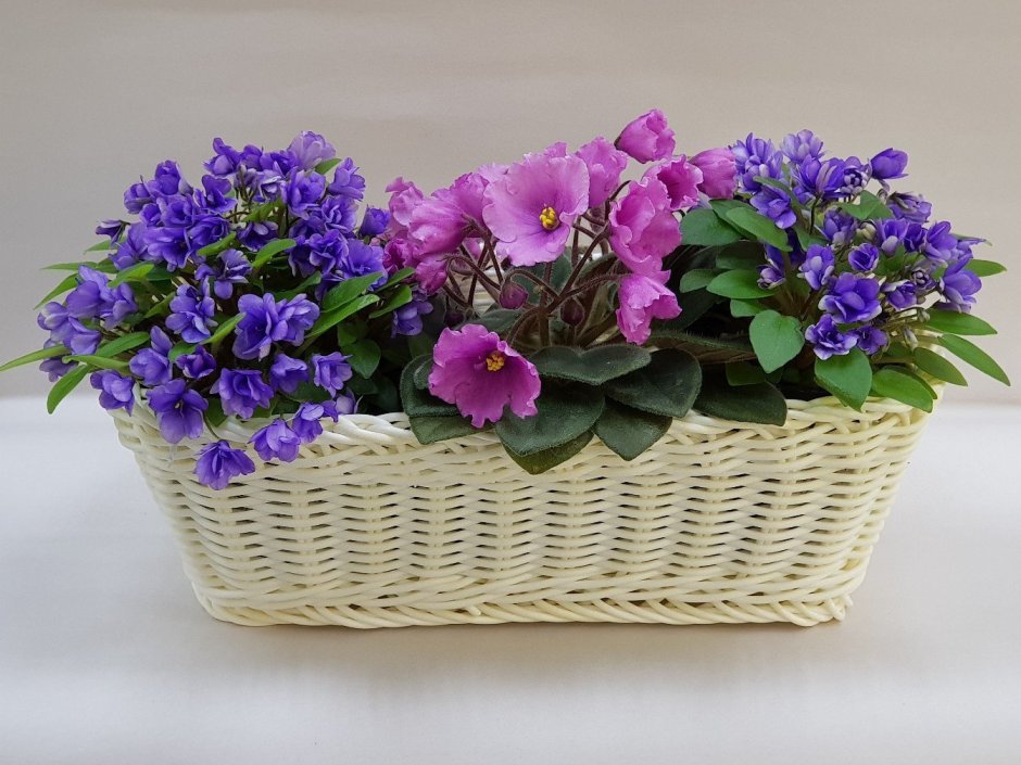 Сенполия узамбарская фиалка на подоконнике