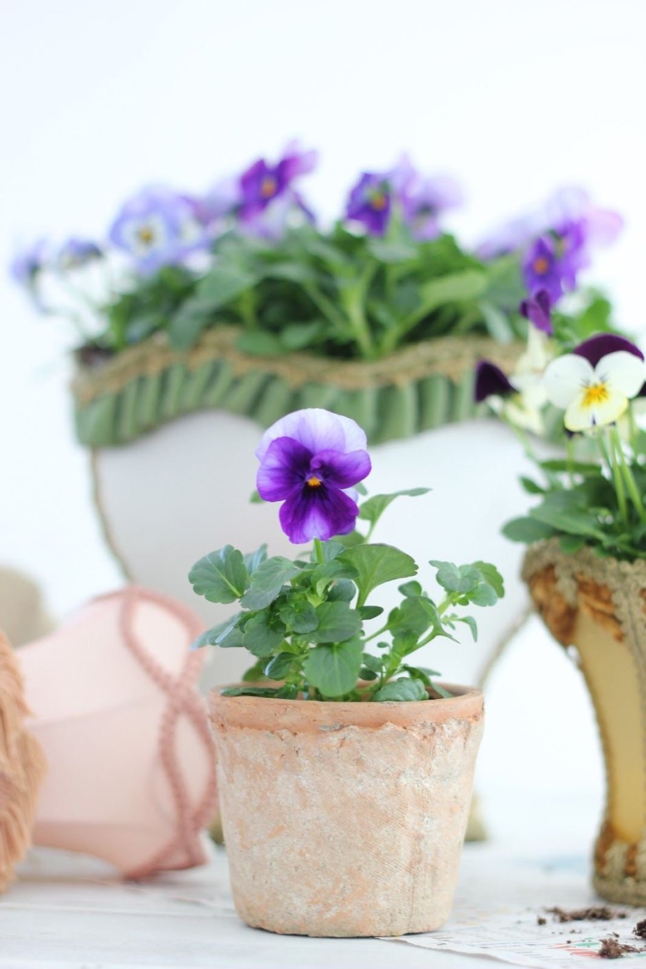 Композиции из фиалок в горшках
