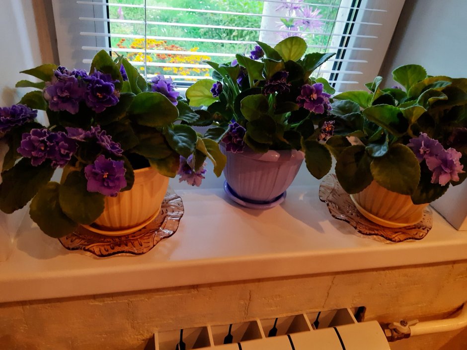 Lechuza фиалка