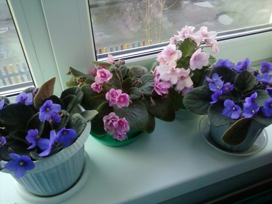 Узамбарская фиалка на подоконнике