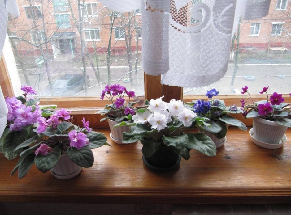 Цветы в школе на подоконнике