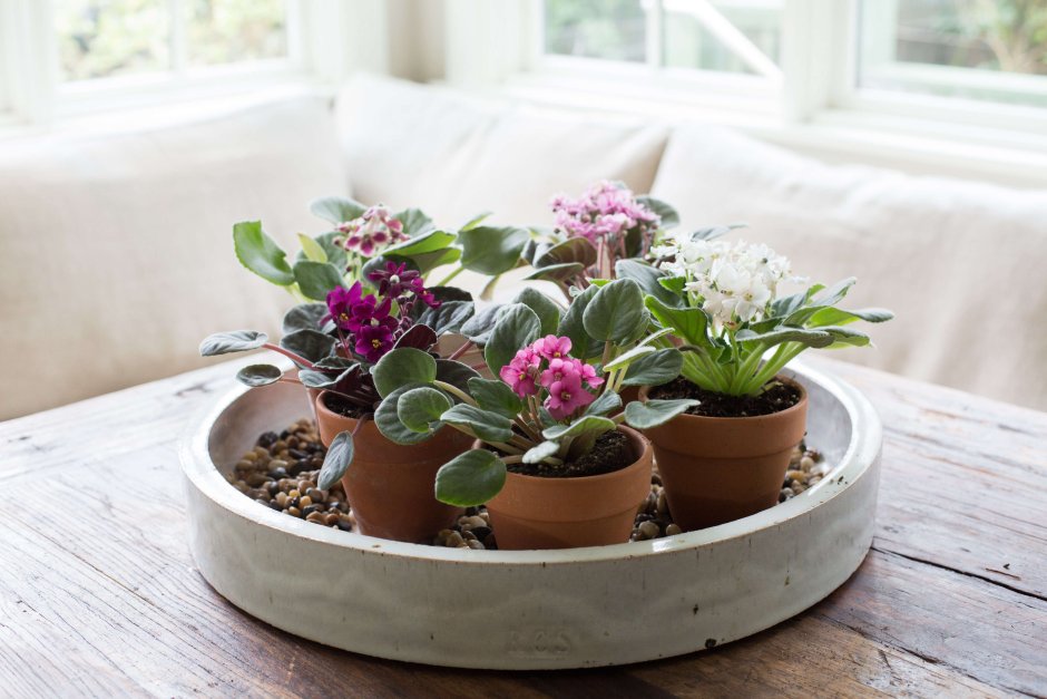 Узамбарская фиалка на подоконнике