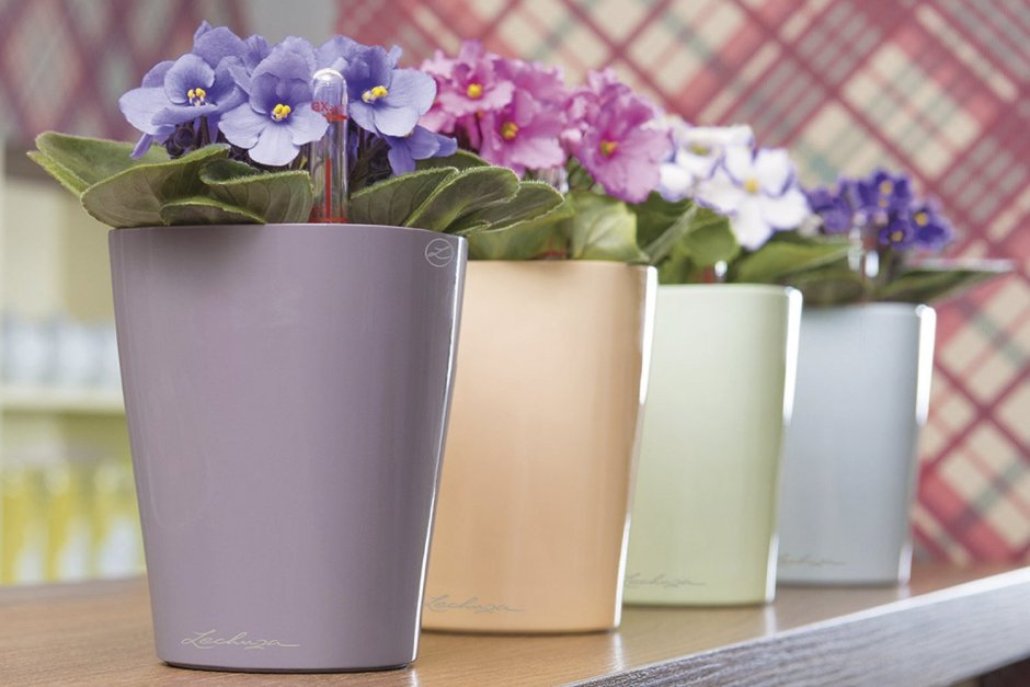 Фиалка Ваби брад