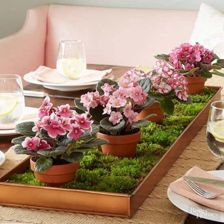 Фиалка Хасанская