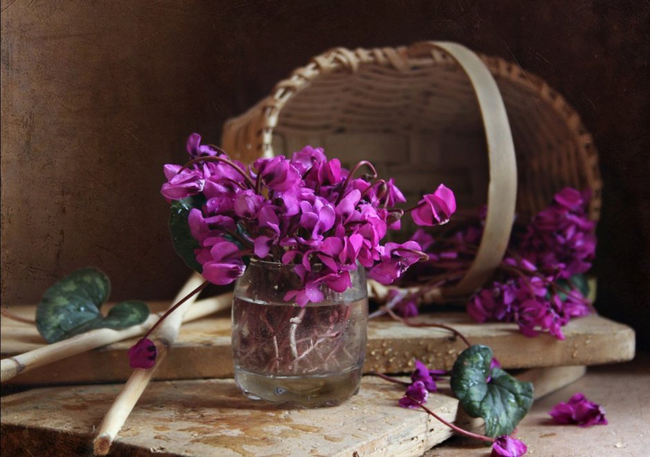 Мои домашние растения