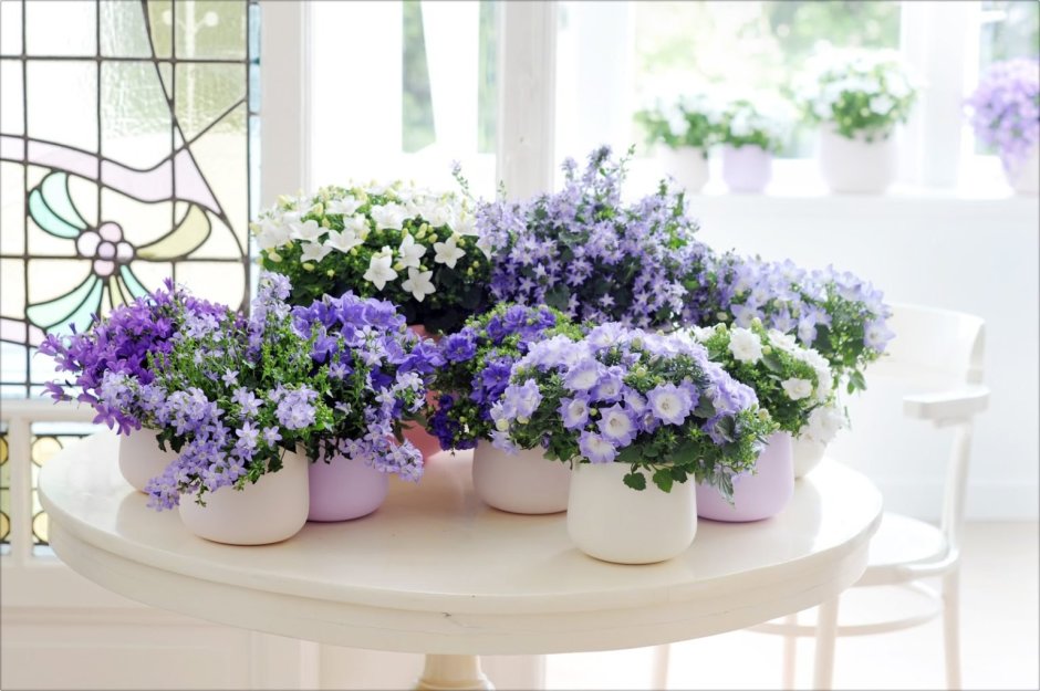 Цветок фиалка в дизайне интерьере домов Франции