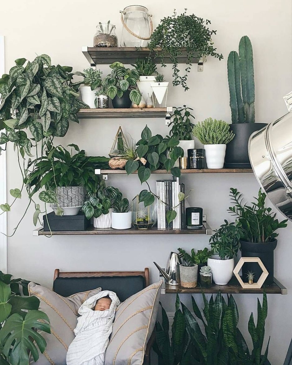 Фиалки в квартире