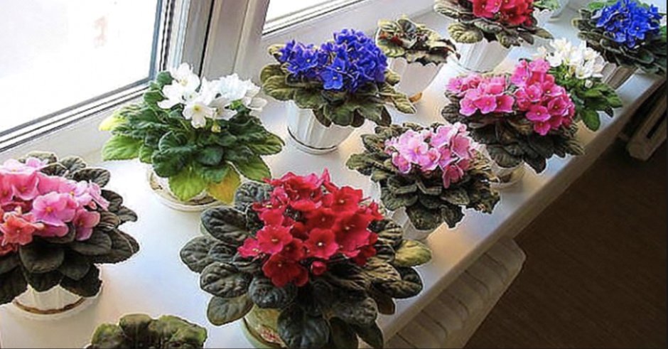 Мини фиалки на подоконнике