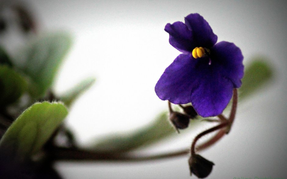 Узамбарские фиалки декор