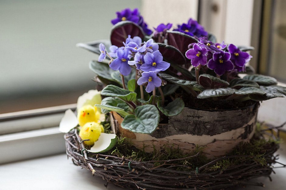 Сенполии на подоконнике