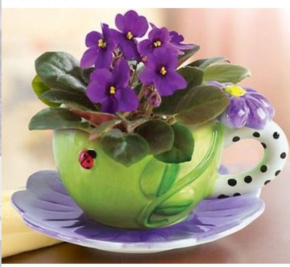 Сенполия узамбарская фиалка на подоконнике