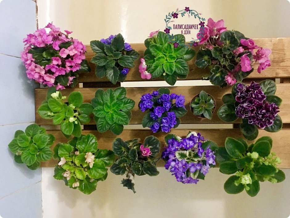 Фиалки в интерьере