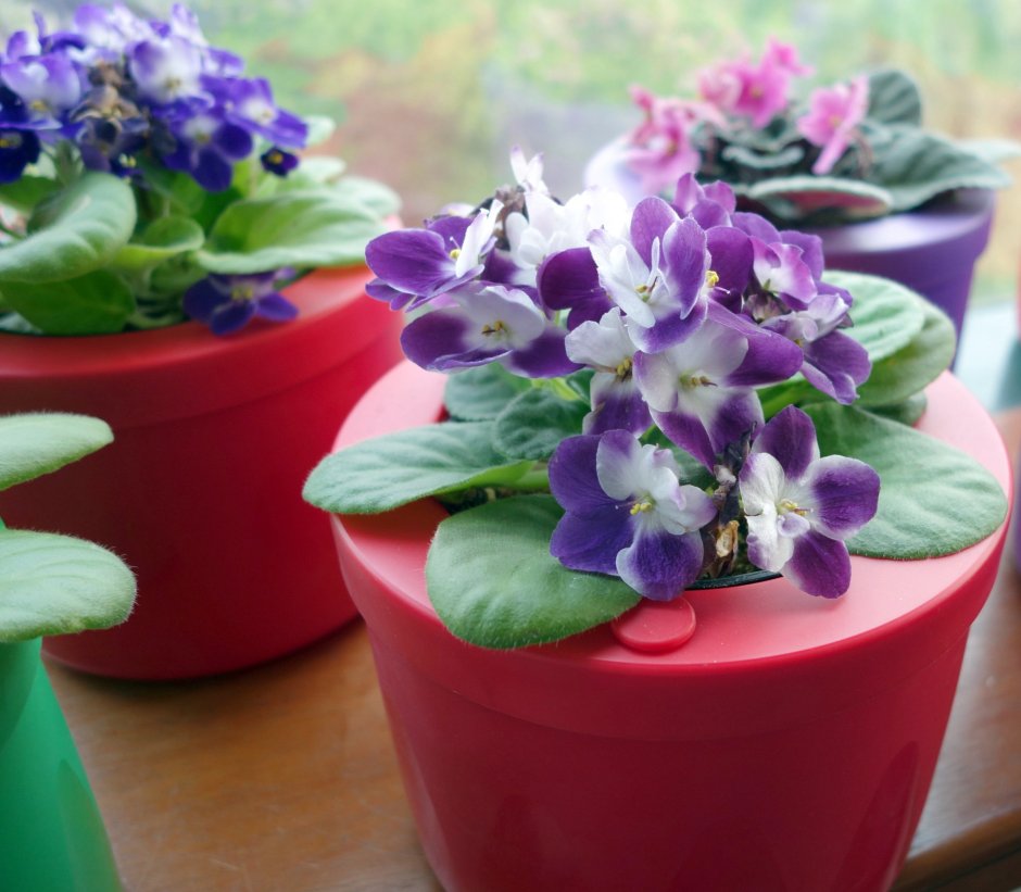 Сенполии и глоксинии