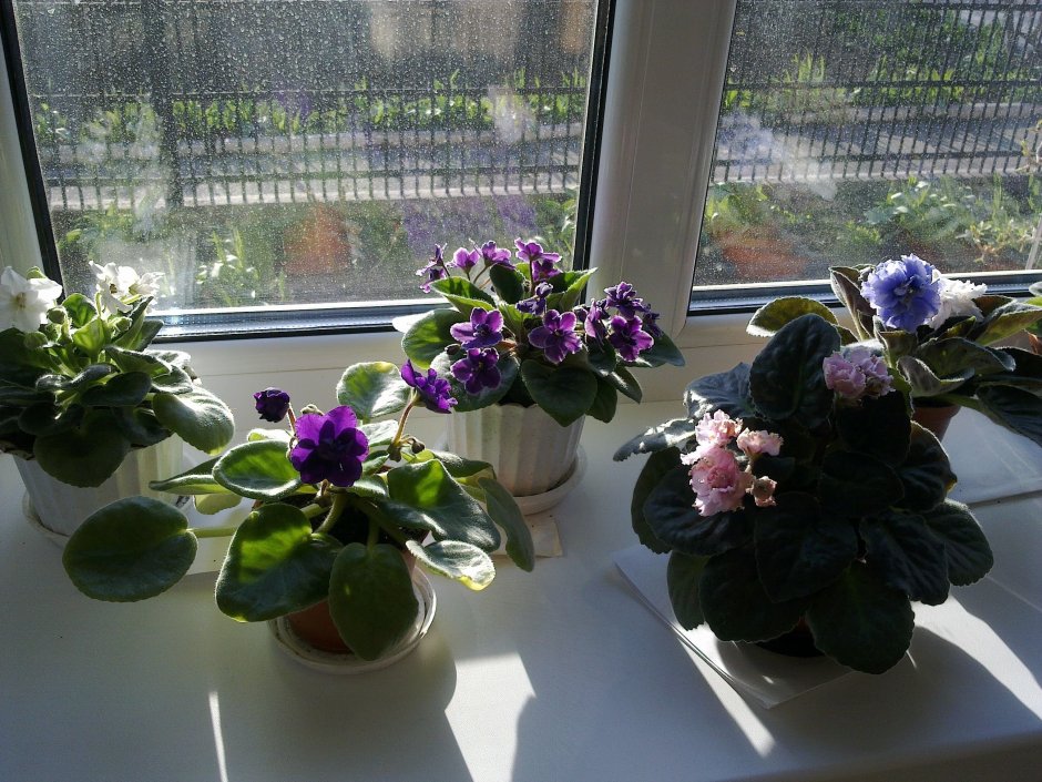 Узамбарская фиалка полив