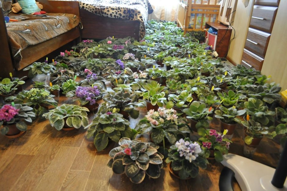 Сенполия акварель