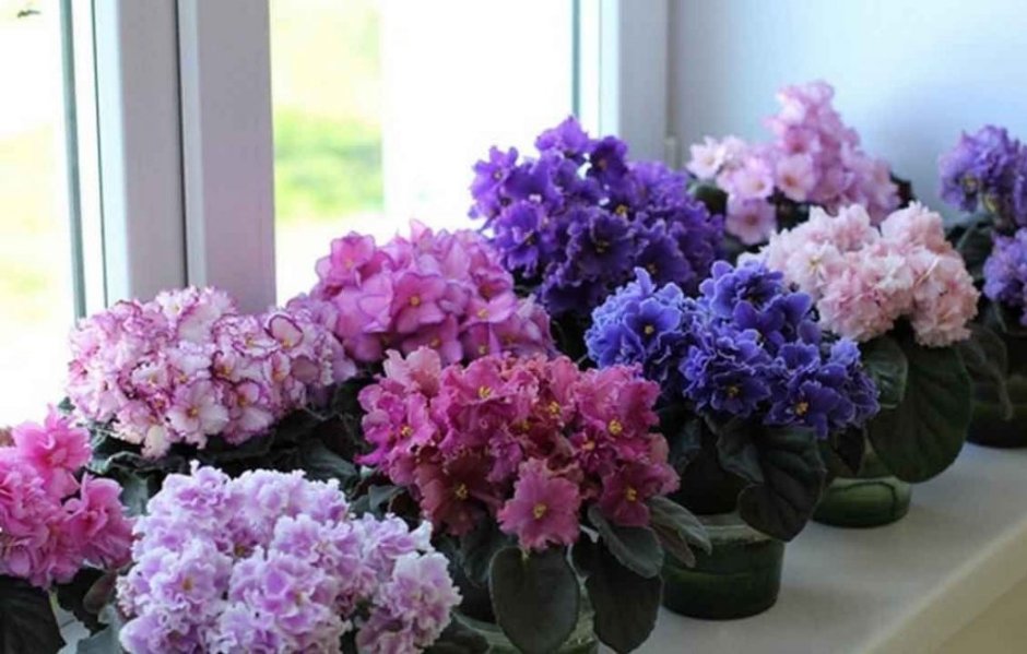 Фиалки в стеклянной вазе