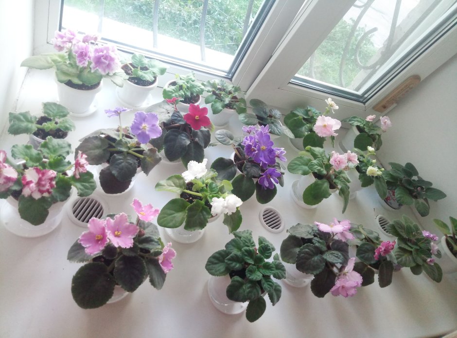 Сенполия Эстетика