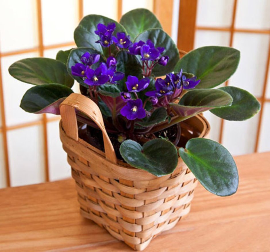 Фиалки в интерьере