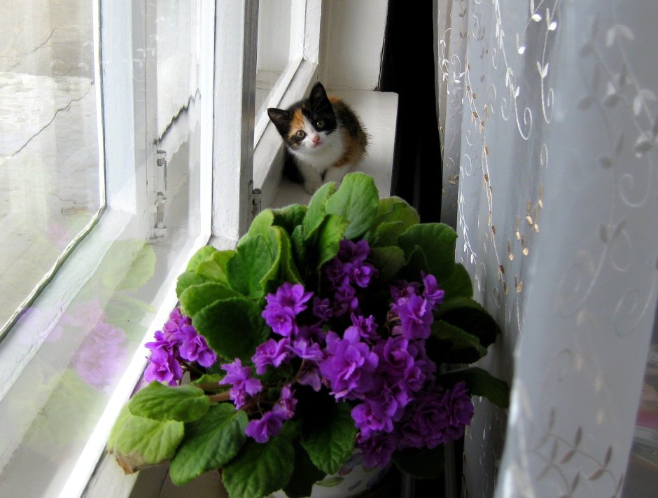 Кашпо для фиалок