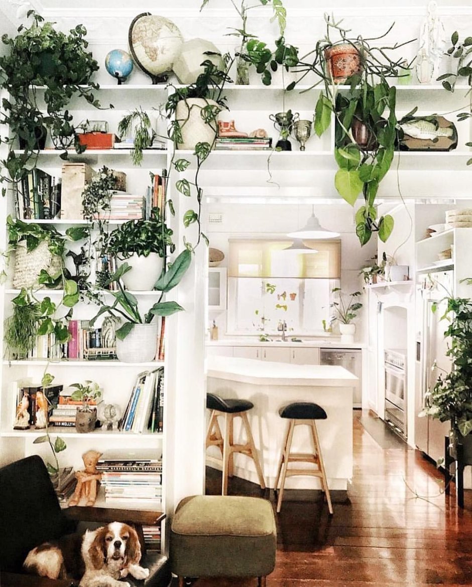 Country Spangle фиалка