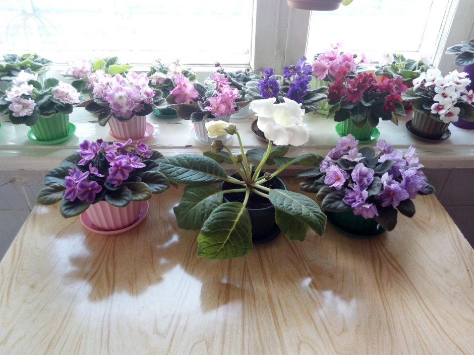 Цветы в интерьере