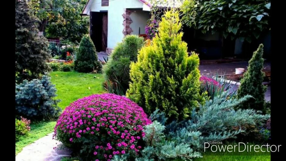 Туя Даника в миксбордере