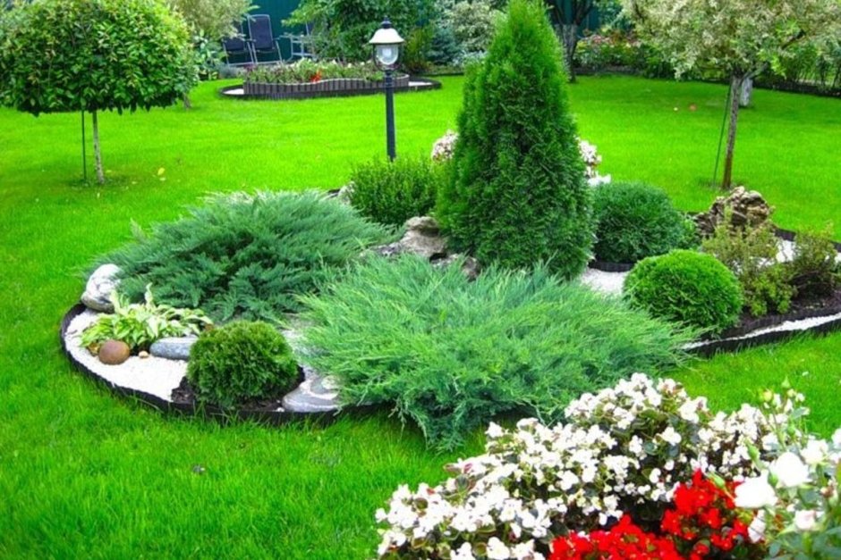 Голубая ель Хупси и туя Даника