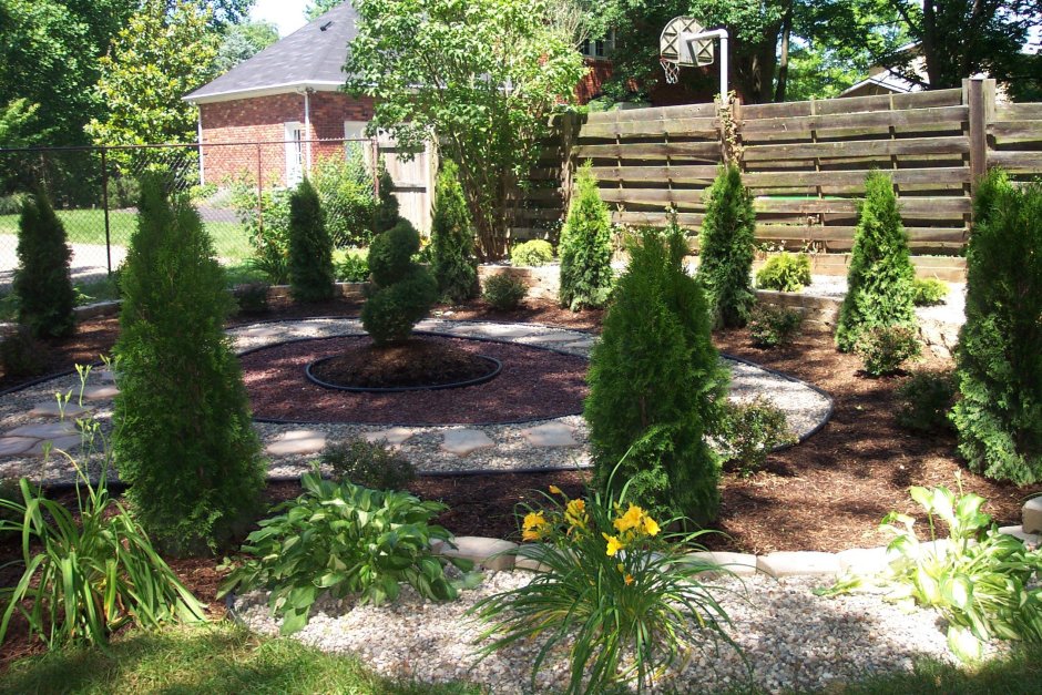 Туя Даника в миксбордере