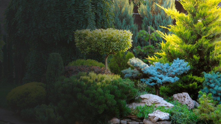 Можжевельник казацкий альпинарий