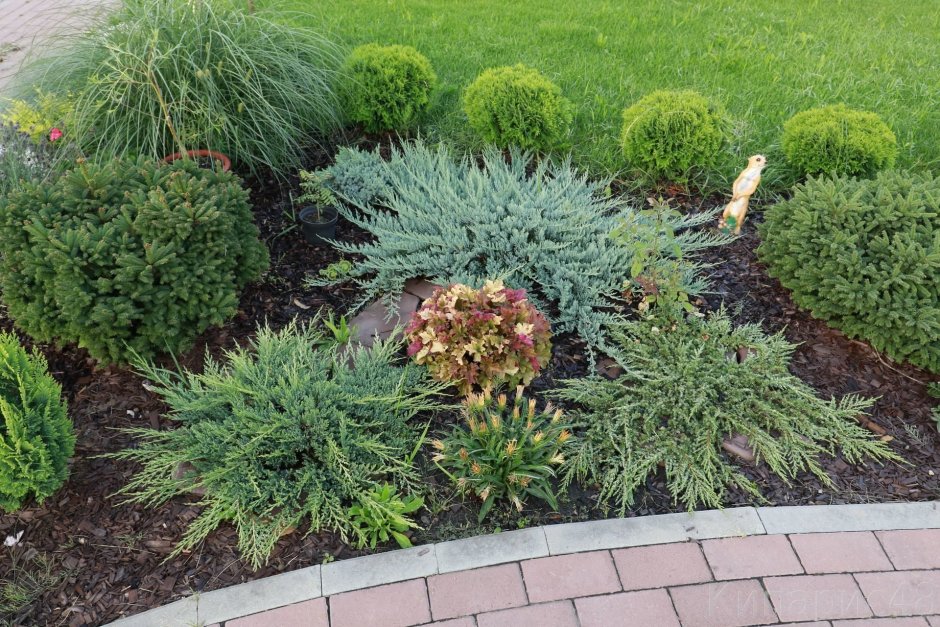 Гортензия,Хоста, туя Даника