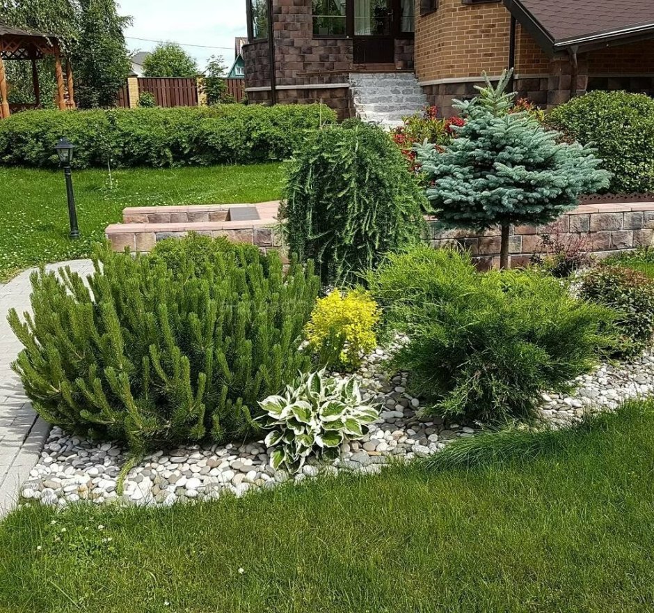 Барбарис Тунберга в ландшафте