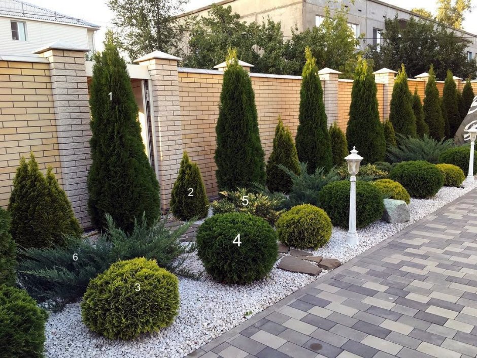 Туя Даника и можжевельник