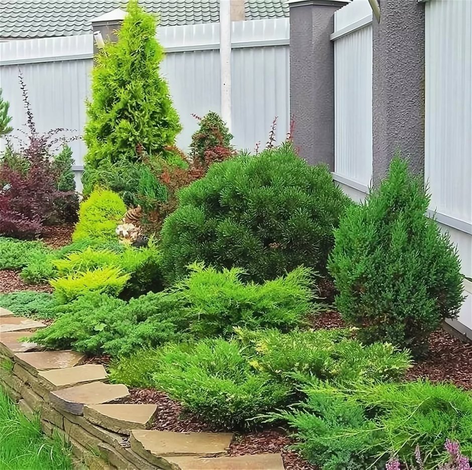 Можжевельник Блю миксбордер