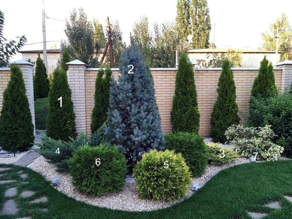 Туя Даника в миксбордере