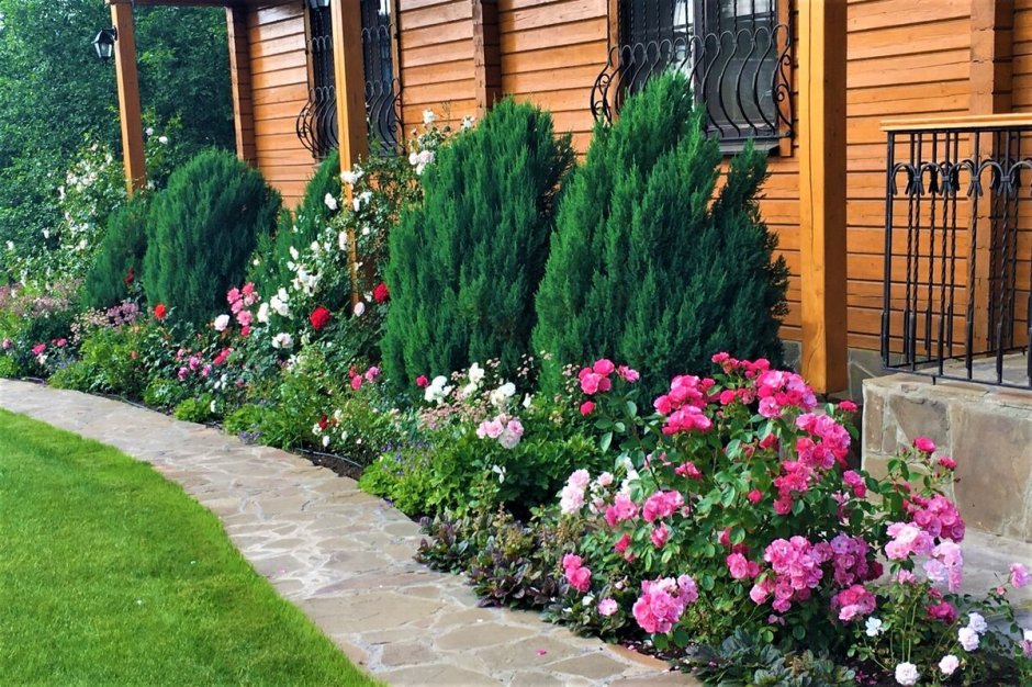 Клумба туя Хоста можжевельник