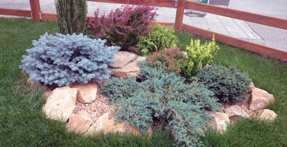 Туя Даника Живая изгородь