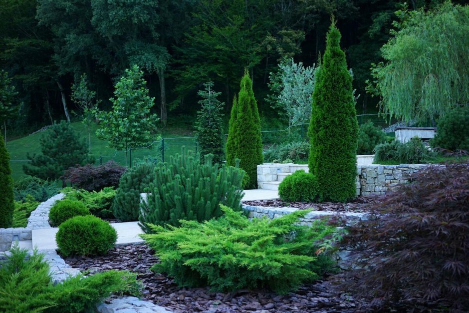 Сосна Пумилио Горная миксбордер