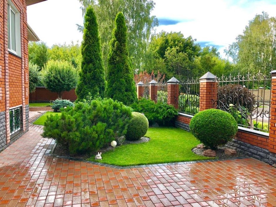 Хвойники сосна можжевельник