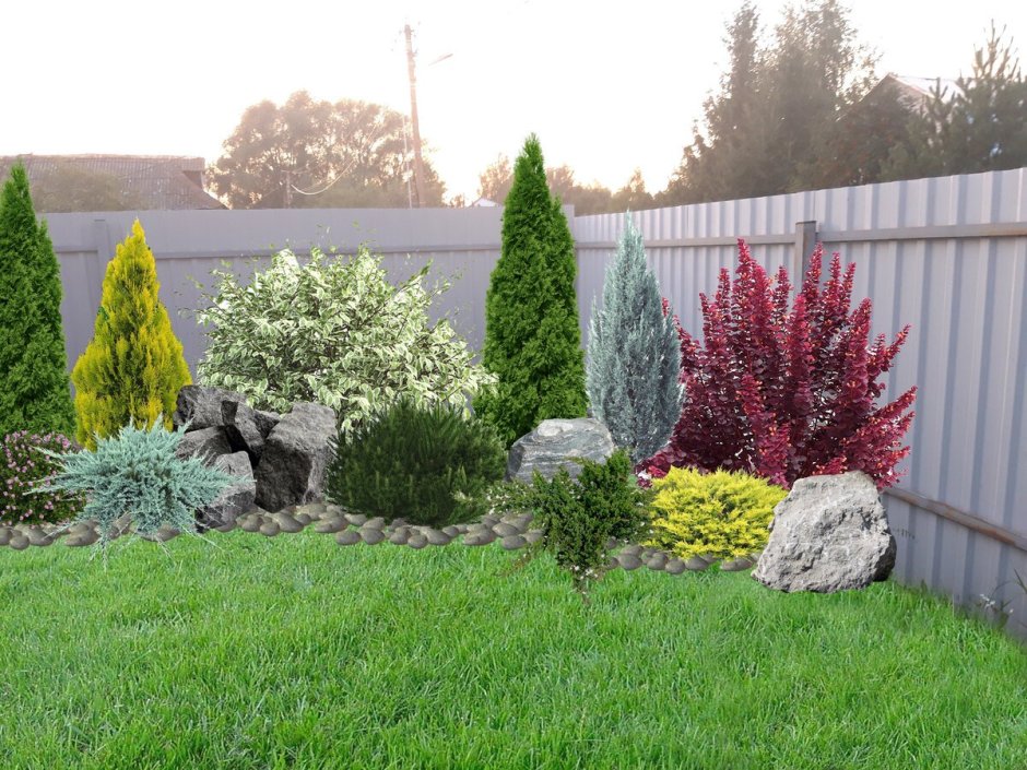 Туя Даника туя Смарагд