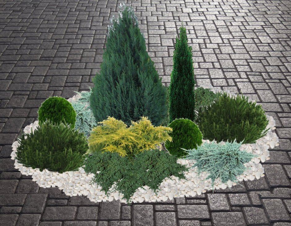 Хвойный рокарий миксбордер