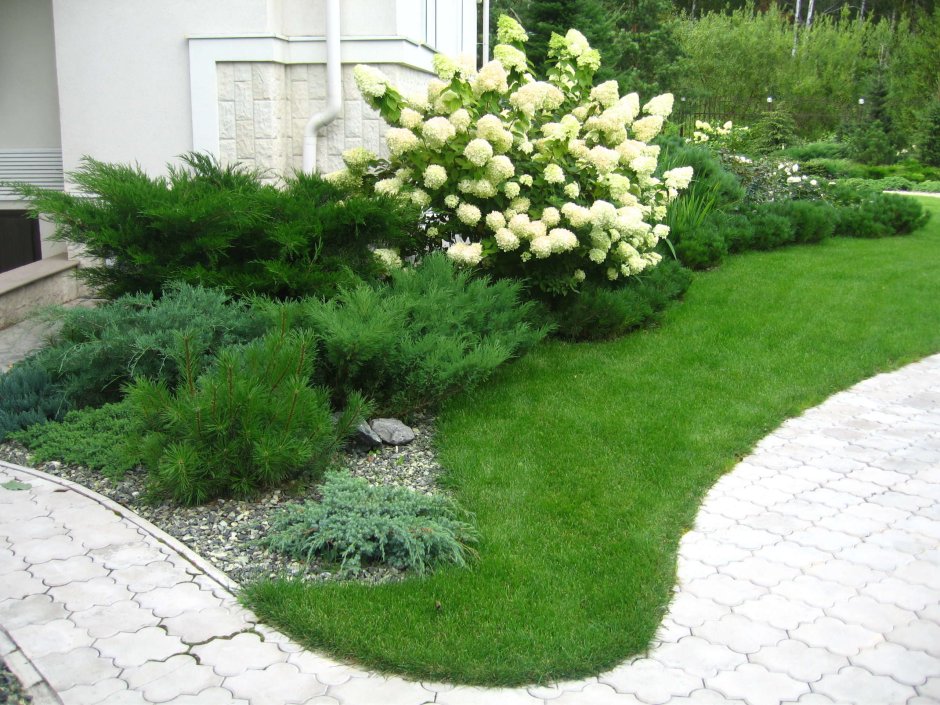 Ива шаровидная и можжевельник