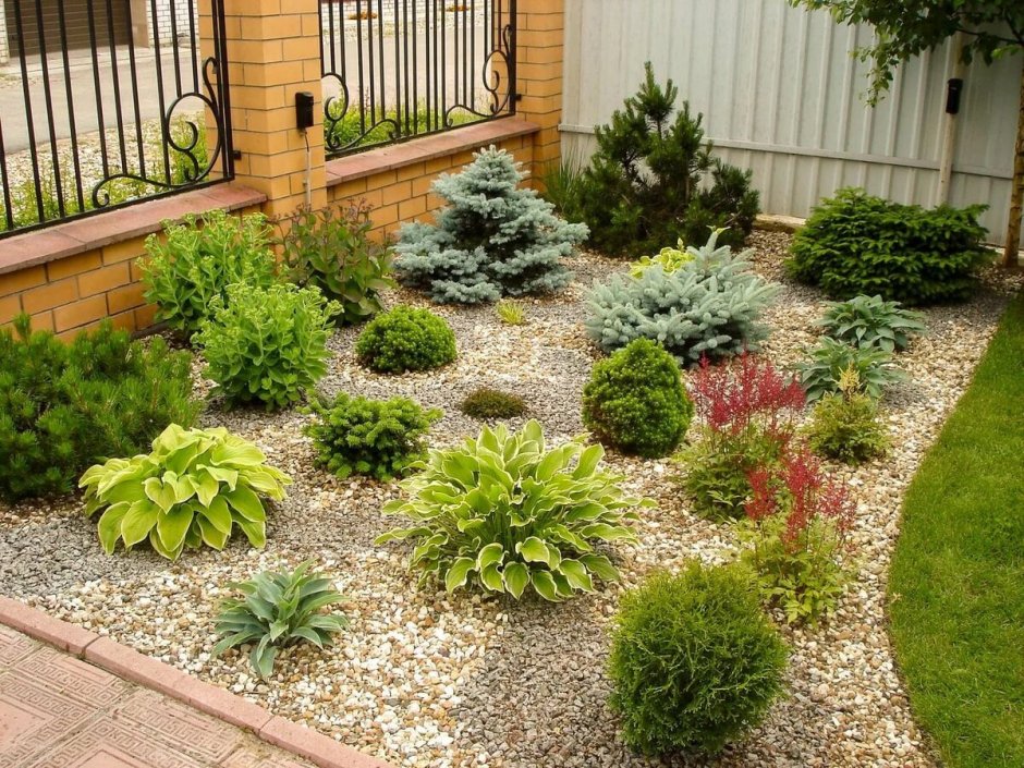 Туя Даника в миксбордере