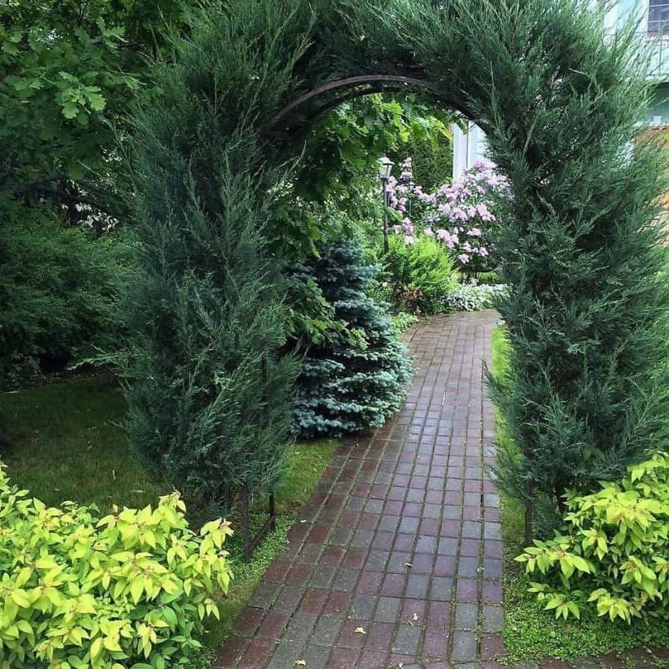 Хвойный рокарий миксбордер