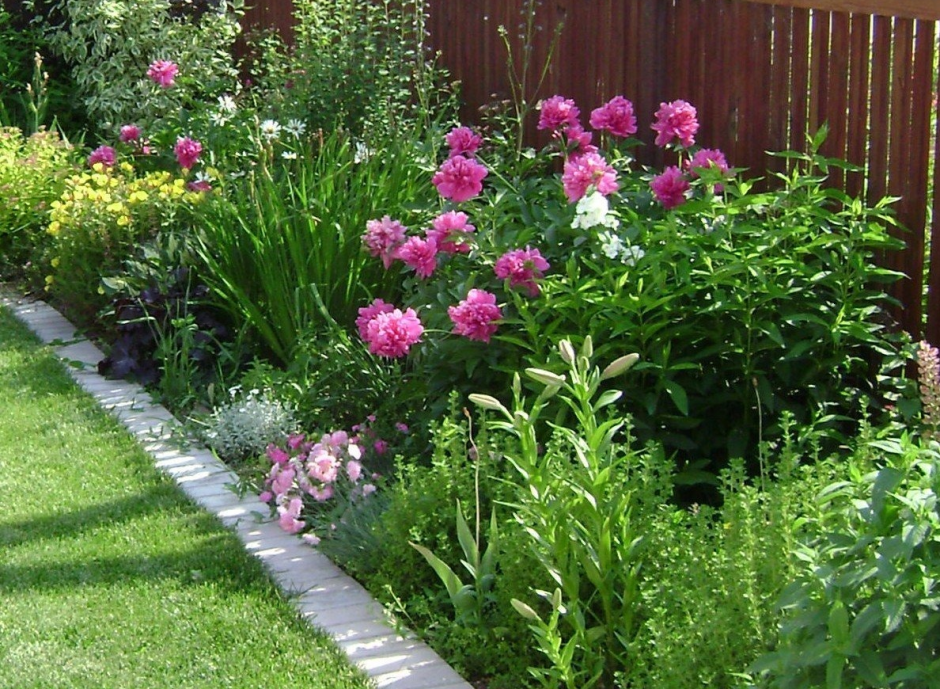 Космея в миксбордере